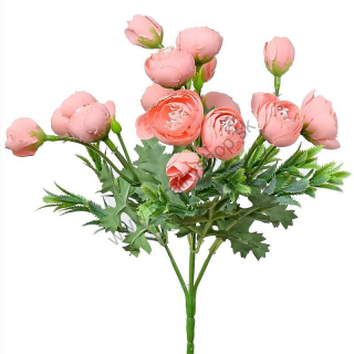 Kvety iskerník - marhuľová- 25 cm
